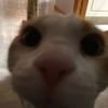 teangjoljitbot