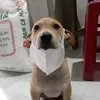 timhanhphuckhoqua