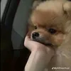 .plthichandaubap