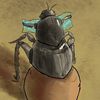 dungbeetle539