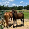CK horses