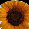 joannelee87