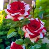 dinisitimarwah957