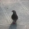 _longquadeptrai_