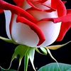 mina.atif49