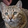 Bengalcats and other catvideos