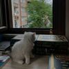 yousseflachhe1