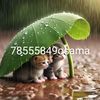osama.mohamed463