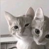 huki_moroko