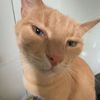 oranginacat