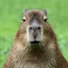 greatercapybara