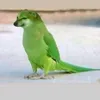 aehm_313