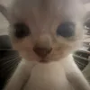 chipchipharibo01