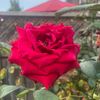 mmhaque48