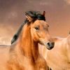 abo_yousef1000