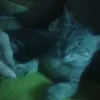 nhincaijfollowdi