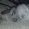vivibunbun