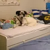 loy_thedog