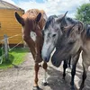 l.k__equestrian