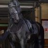 black.horse932