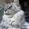 wilma_mainecoon