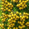 babirye.fatuma6256