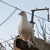 chhiwat_bahija