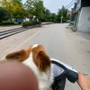 raucaichip