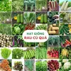 Hạt giống rau củ quả
