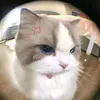 kiiu_dolly