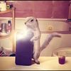pepillo_perro