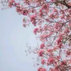 luungng
