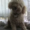 ilovedogsomuch23