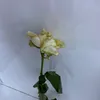 malakma773