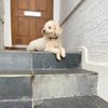 that_dog_archie