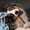 Ripley the Australian Shepherd