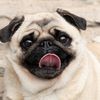 dancewithpugs