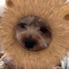 bestcockapoo