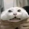 kellha0