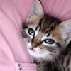 my_bolinha