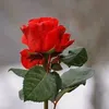 rafiqjaved800