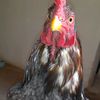 volkitaa