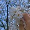 sunday_morning98