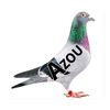 zoudsp