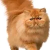 .tiktok.com_2