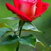 পাথর  মণ তোমার