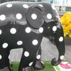 gajahpolka_dot