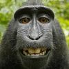 monke_690