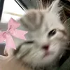 steffiesagun727