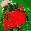 pagli4012